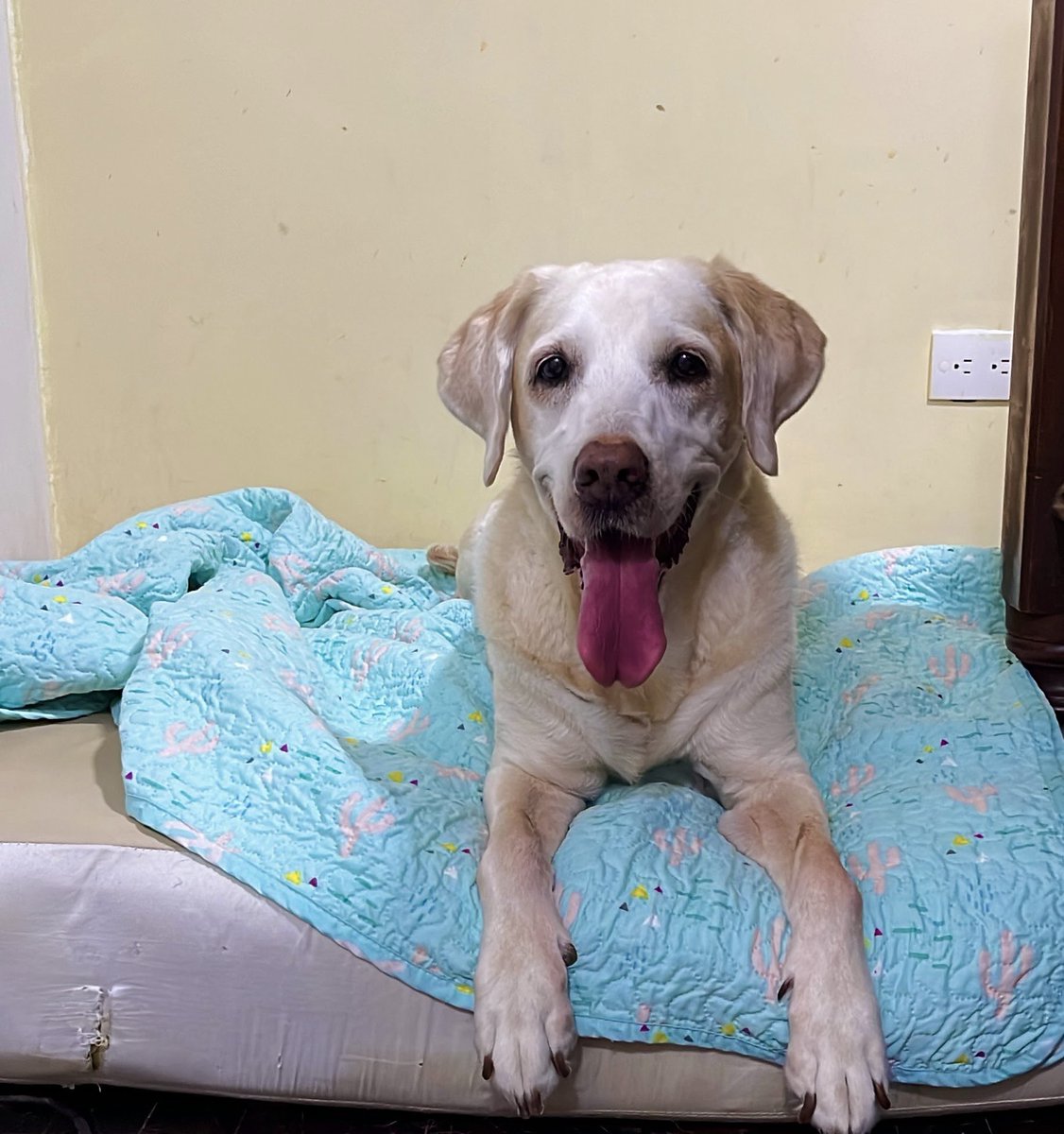 PetsSammy's tweet photo. Hoy recibimos a la #Labradora Coco y el pequeño #Beagle Jack, que llegan por la temporada de #SemanaSanta https://t.co/v8hy3TpjUK