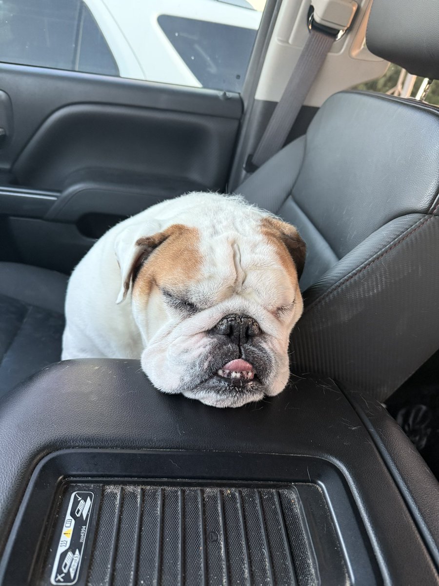 BrianBruso4's tweet photo. A day of work with dad isn’t as fun as I thought.. @YETICoolers @englishbulldog @DogsOfTurf https://t.co/sXif8zyHNs