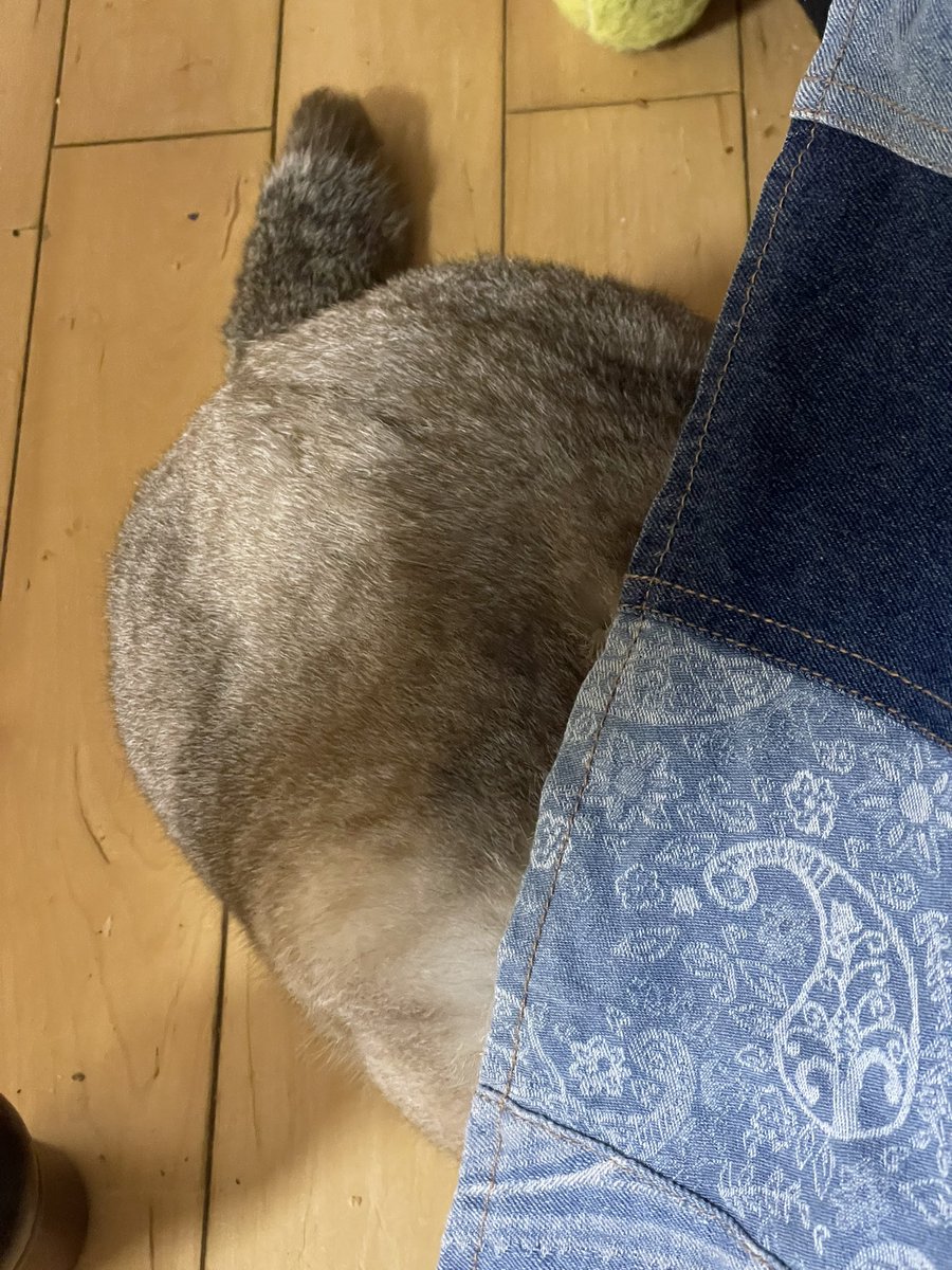 peti1219's tweet photo. こわいこわいこわい！！
スカートの中でずっとモサモサしてる！
噛まれそうww

#猫がいる暮らし https://t.co/vVASOquoSM