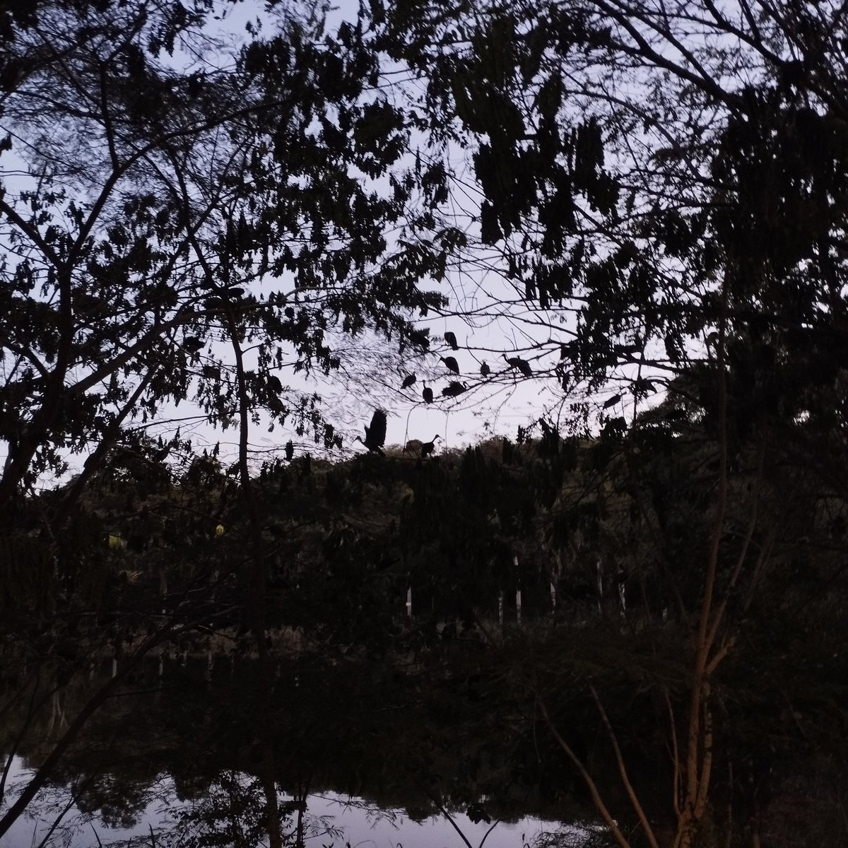 MueveteCasarapa's tweet photo. Por tamaño y abundancia, la zamurita (nombre científico: 𝘗𝘩𝘪𝘮𝘰𝘴𝘶𝘴 𝘪𝘯𝘧𝘶𝘴𝘤𝘢𝘵𝘶𝘴) es una de las aves que más destaca en el #PJMC.

Varios tipos de contaminación las afectan en el Parque: contaminación del aire, acústica y #ContaminaciónLumínica.
#AmbienteGG https://t.co/dozM6lOyhP