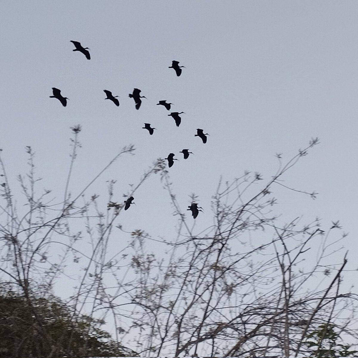 MueveteCasarapa's tweet photo. Por tamaño y abundancia, la zamurita (nombre científico: 𝘗𝘩𝘪𝘮𝘰𝘴𝘶𝘴 𝘪𝘯𝘧𝘶𝘴𝘤𝘢𝘵𝘶𝘴) es una de las aves que más destaca en el #PJMC.

Varios tipos de contaminación las afectan en el Parque: contaminación del aire, acústica y #ContaminaciónLumínica.
#AmbienteGG https://t.co/dozM6lOyhP