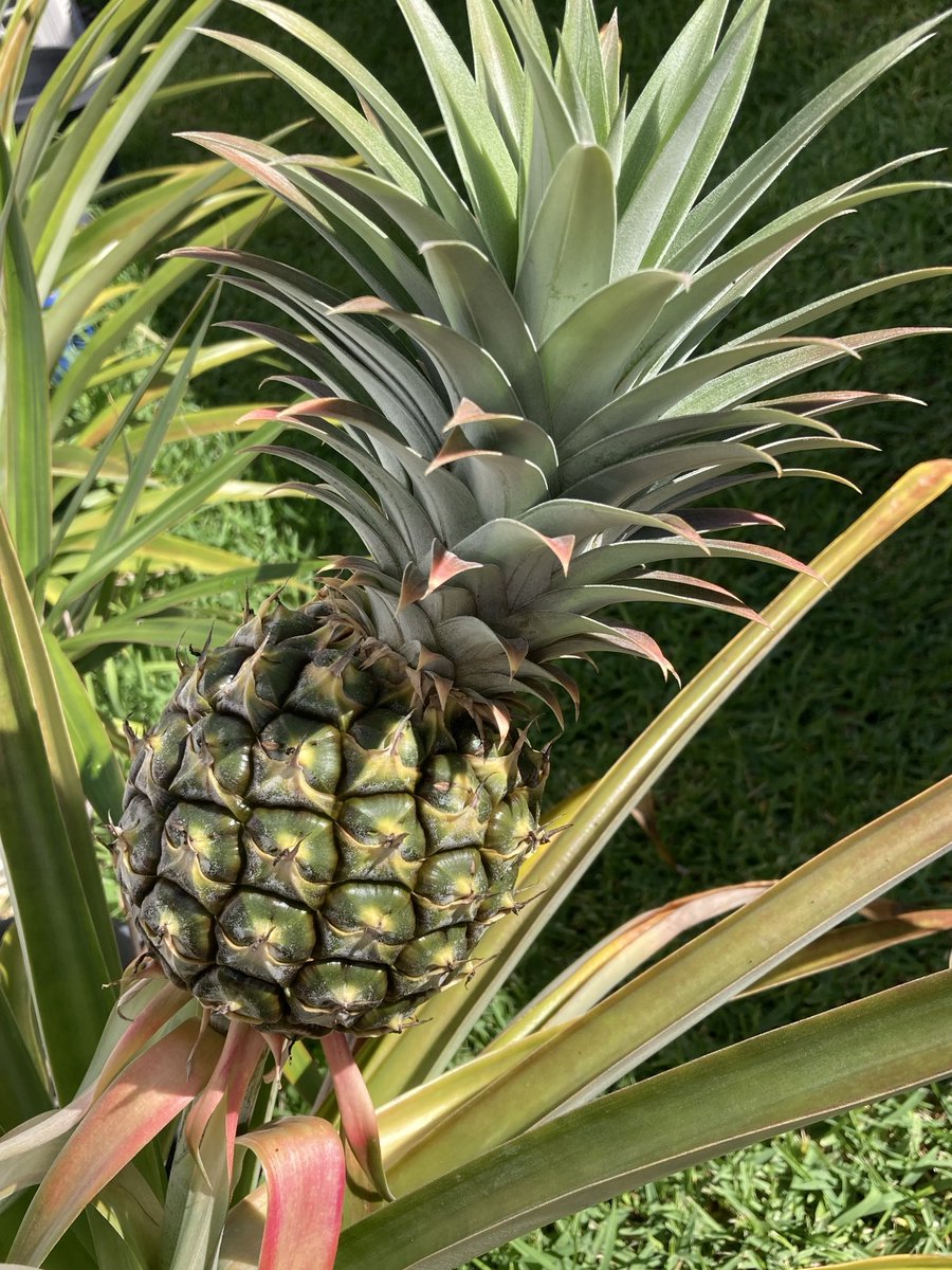 hp88's tweet photo. Pineapple progress
#SoonSoon https://t.co/GhKIlxpluN
