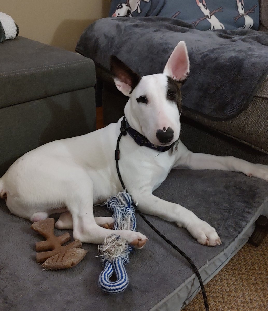 rexthetvterrier's tweet photo. #48Hours is new at 10. Until then we're watching #HacksS4
@48hours
#Spike #TVPicks #PuppyLove #Dogs https://t.co/LCYIMwl5e4