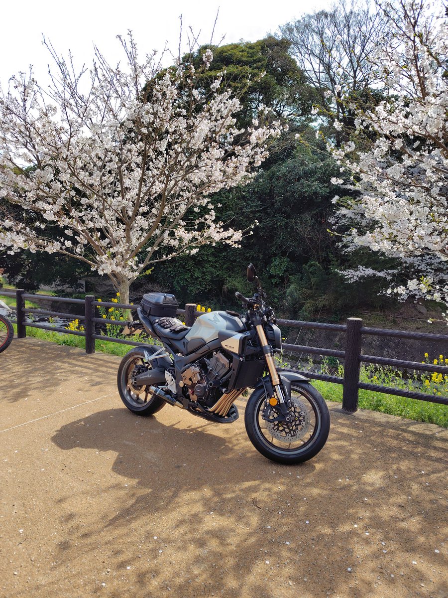 mjwhite2004's tweet photo. 2025/3/29 　今年の桜
#加茂川
#ゆらりんこ橋
#モンゴル村
#ソフトバンクホークス https://t.co/ybeYpMdU1z