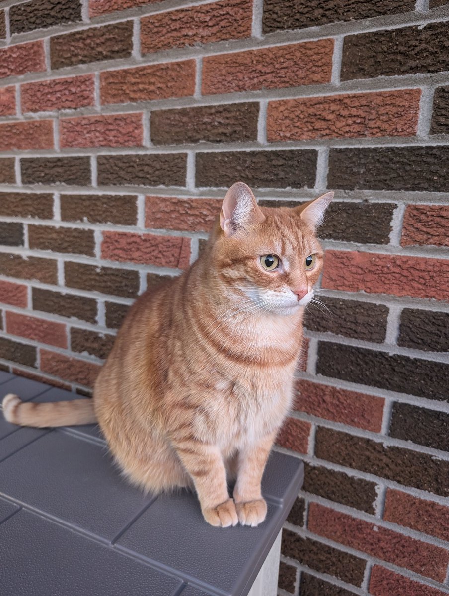 Tater enjoying a supervised bit of fresh air