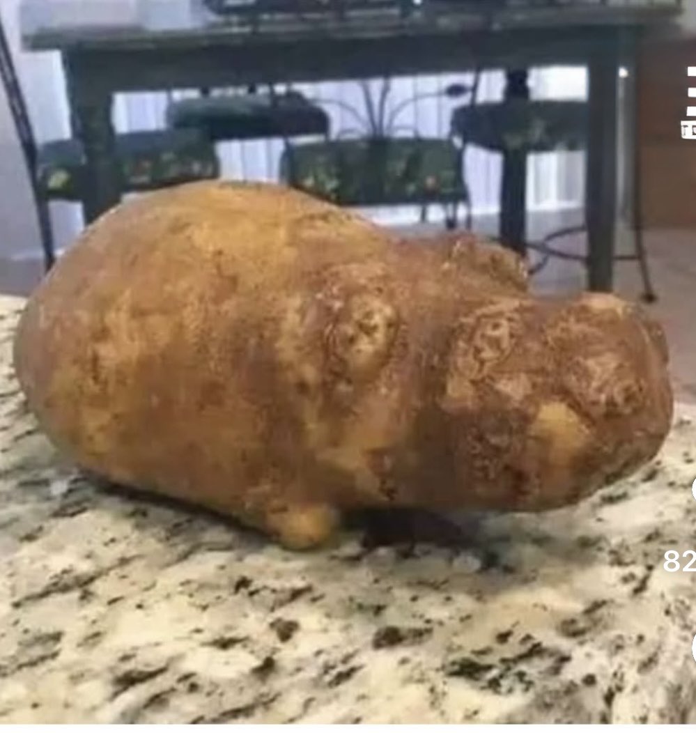 Compartan este hermoso hipopapamo bebé de la suerte.