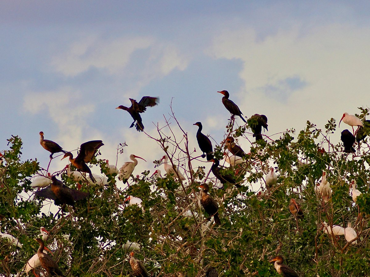 mawgdn's tweet photo. White #Ibises and Double-crested #Cormorants setting for the night, Ten Thousand Islands National Wildlife Refuge, Florida #birdwatching #BirdsSeenIn2025 https://t.co/yXAuROTbh2