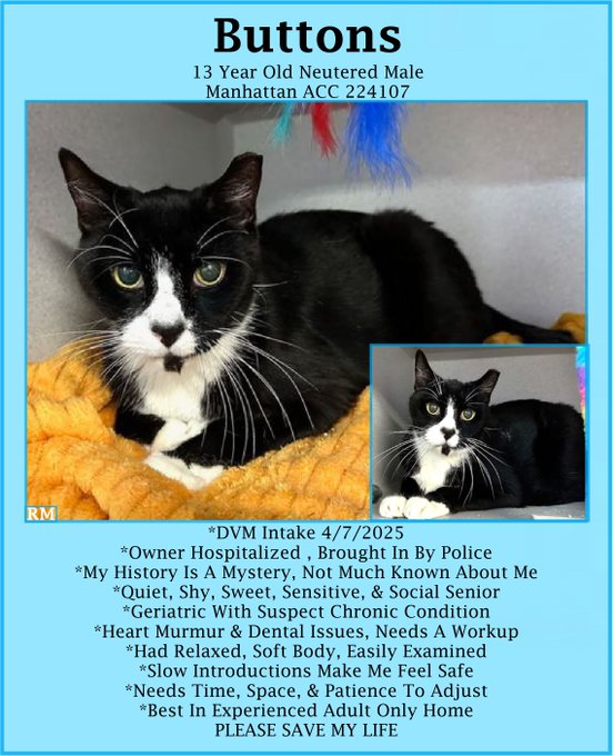 PeterAskin1's tweet photo. Oldie Buttons is in the NYC ACC kitty jail
& needs us to go his bail!
If you live in #NewYork or close at hand
adopt this senior which would be grand!
Pledges too will help so very much
as I know you have the loving touch!
Tag #sachikoko with pledges!
VERY URGENT! 🙏
https://t.co/lF1EY0Lrpr #nycacc #boroughbred