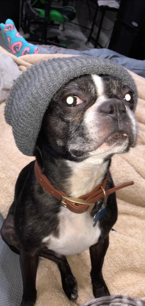 रepullze tweet media