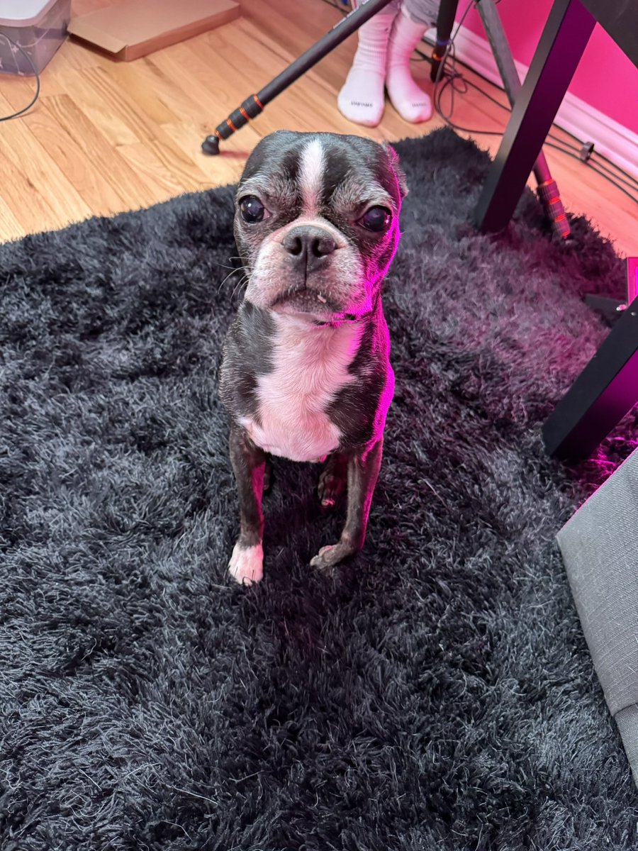 रepullze tweet media