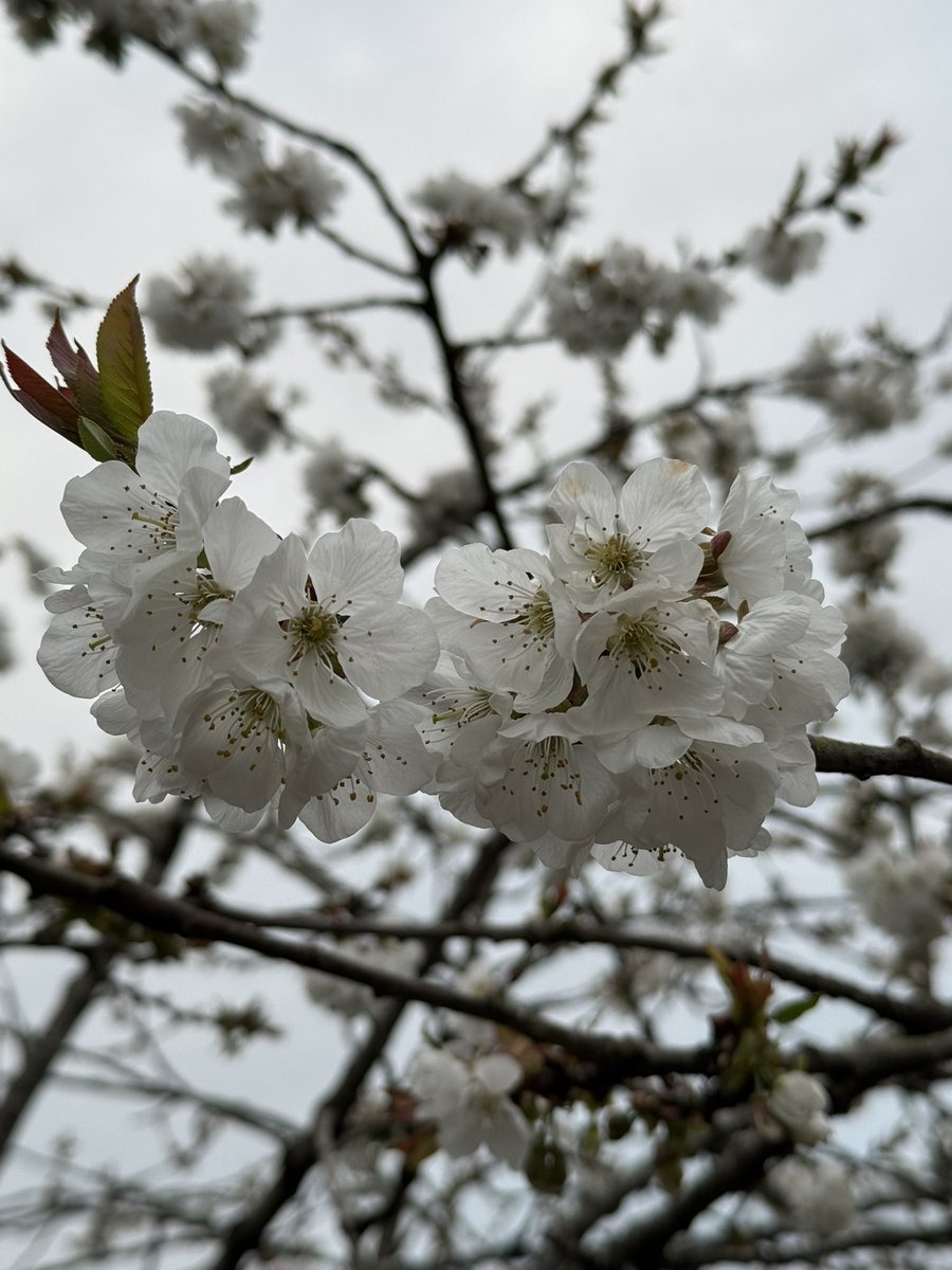 Cherries 🍒 are coming…

#GardeningX #GardeningTwitter