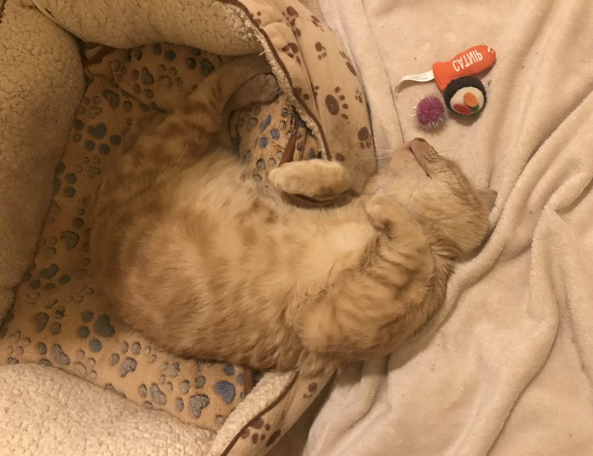 Sophie🐈 Molly🐈 & RIP Boo🐈 tweet media