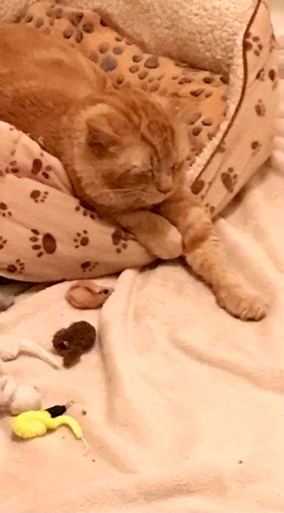 Sophie🐈 Molly🐈 & RIP Boo🐈 tweet media