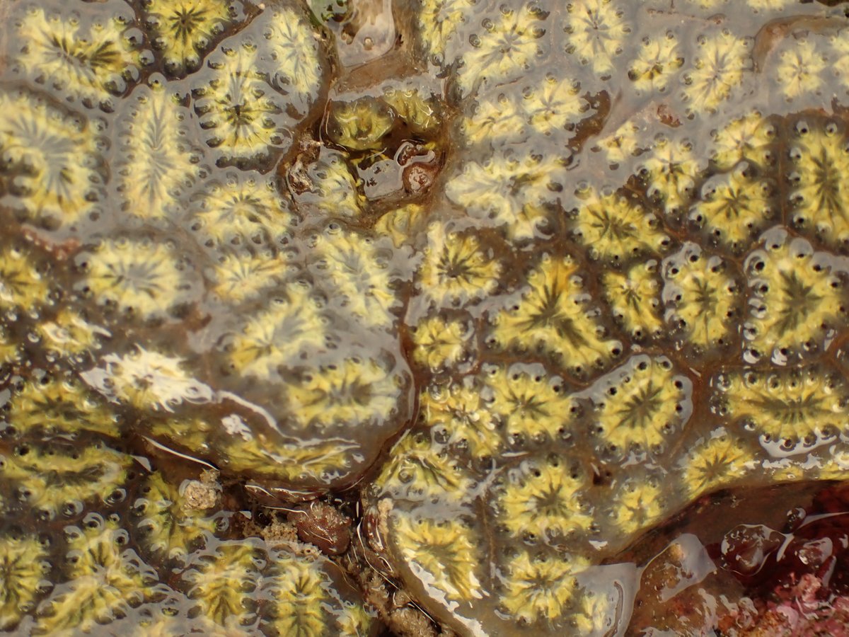 La Rocque today: Celtic sea slug (my first of the year) Berghia coerulescns (2 small), Ormer, star ascidian