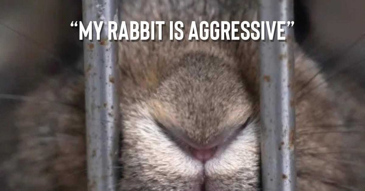 “My rabbit is aggressive, I need to re home them!”

Is your rabbit neutered? No.
Is your rabbit in a cage? Yes.
Is your rabbit on its own? Yes. 

Your rabbit is NOT aggressive. Your rabbit is hormonal, frustrated and lonely.
