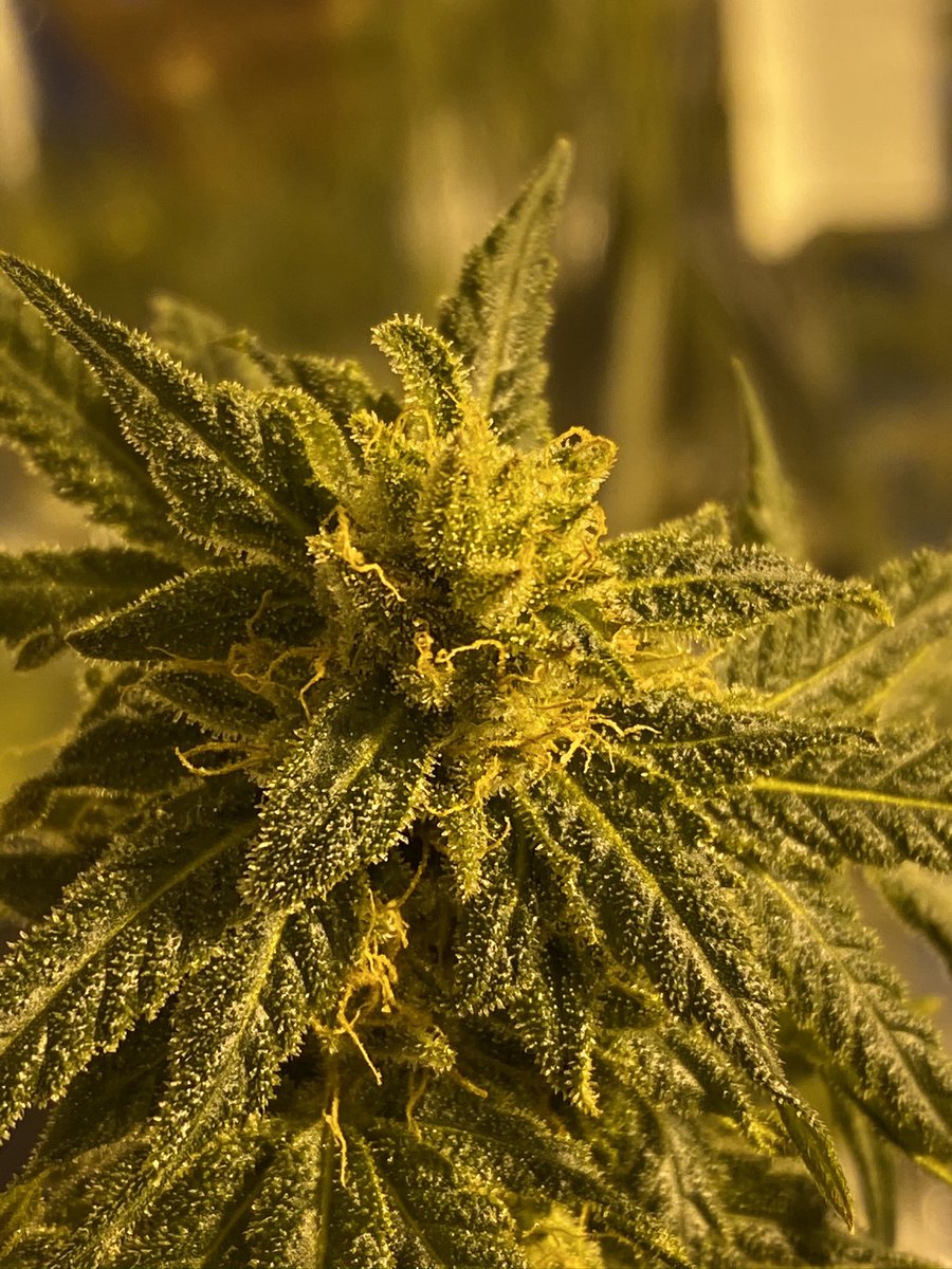 keltsniper's tweet image. Introducing to some and presenting to others my boo Kenise. She provides oxygen, healing, aroma, euphoria and artistic expression to many households. 
#flowertime #growyourown #wheresyourplants