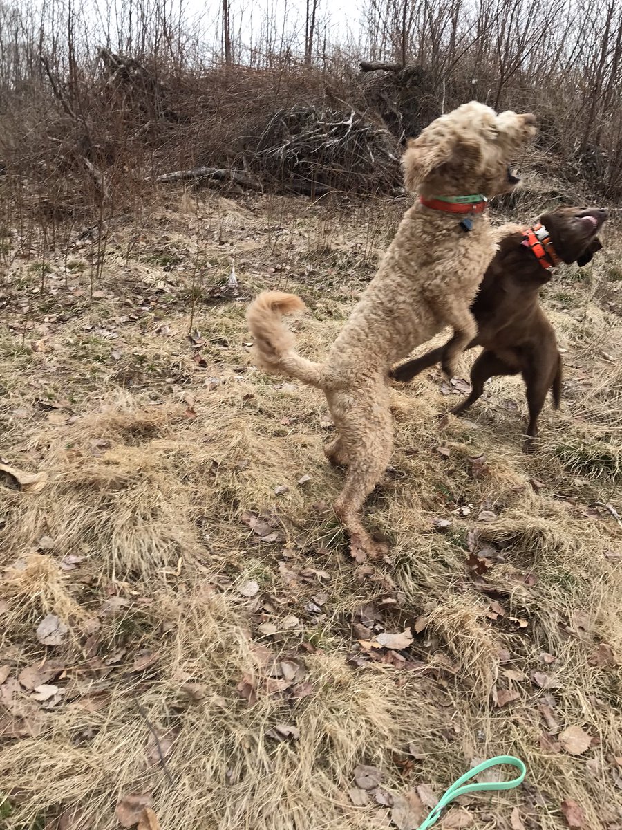 groodle_piper's tweet photo. Dance moves😎 I may’ve kissed her😌💋
#thatsaturdayfeeling
#dogswhodance
#kissingdogs https://t.co/vlSBlm6jRB