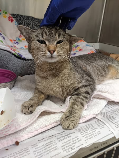 Suspense4568's tweet photo. 🆘DIRE NEED FOR FOSTER‼️PLEDGE FOR RESCUE
OUT OF STATE ADOPT
⚠️DIES 4/14 #DallasTX EMAIL BY 11 AM
✨Hershey #A1245181
1 YR SWEET GIRL orthopedic surgery or a hindlimb amputation due to an old injury
https://t.co/0QyPrBiYBE
#CatsOfTwitter #dfw #Frisco #Garland #Grapevine #Austin https://t.co/EMITVuosQ8