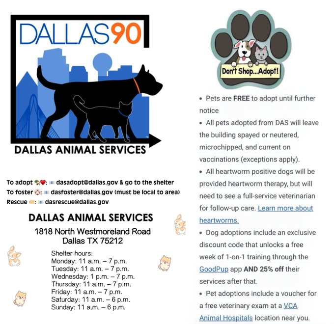 Suspense4568's tweet photo. 🆘DIRE NEED FOR FOSTER‼️PLEDGE FOR RESCUE
OUT OF STATE ADOPT
⚠️DIES 4/14 #DallasTX EMAIL BY 11 AM
✨Hershey #A1245181
1 YR SWEET GIRL orthopedic surgery or a hindlimb amputation due to an old injury
https://t.co/0QyPrBiYBE
#CatsOfTwitter #dfw #Frisco #Garland #Grapevine #Austin https://t.co/EMITVuosQ8