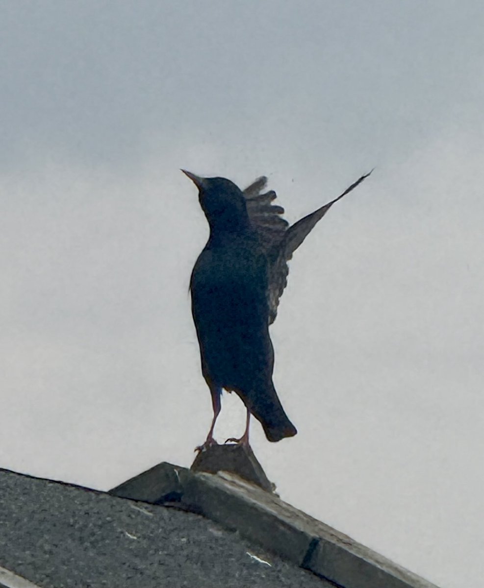 I took this photo at the perfect time 🐦‍⬛