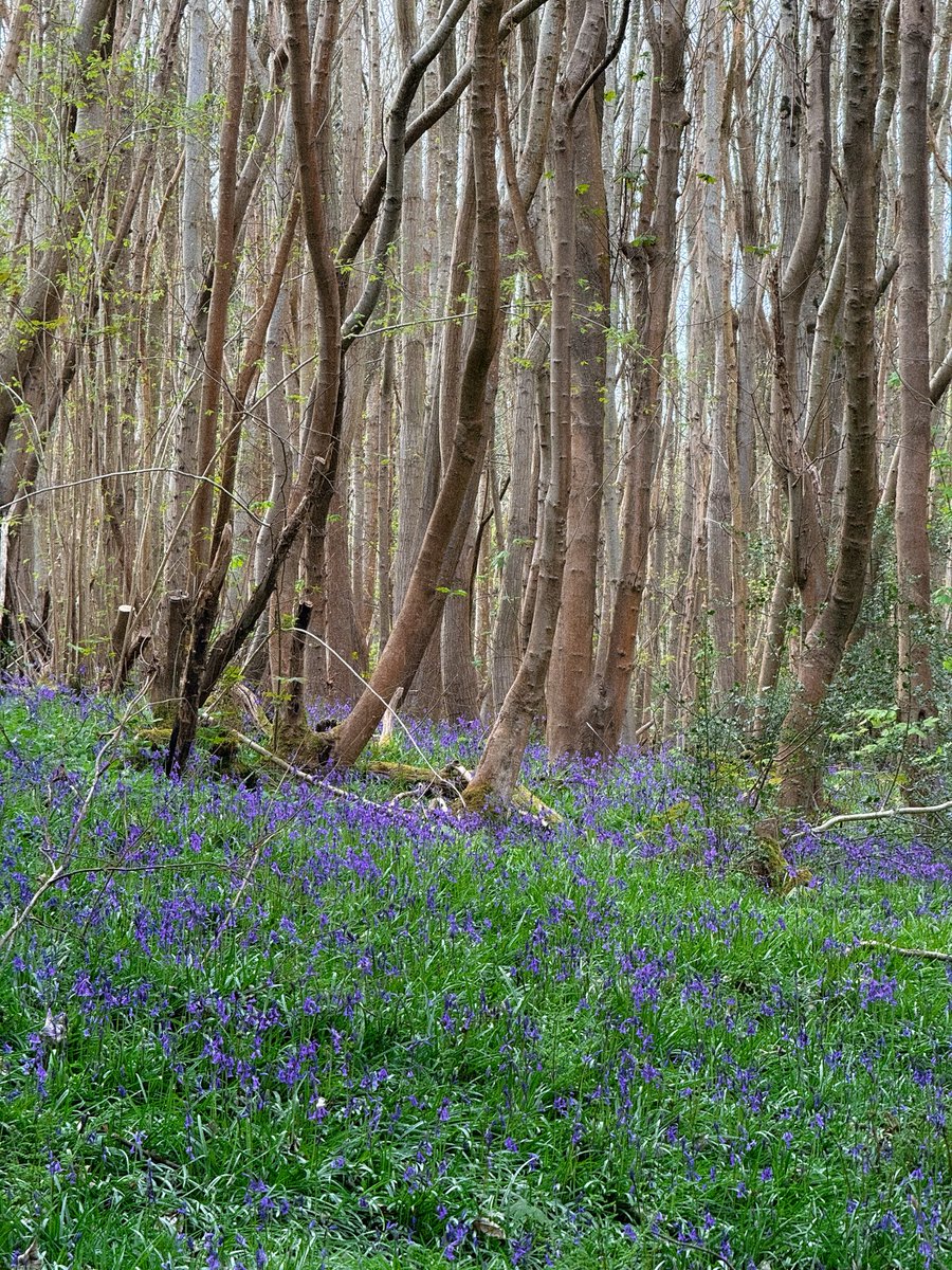 tsrepvtation's tweet photo. today i walked 24km around surrey, england 🌞🪻 https://t.co/vm2B4EGyU6