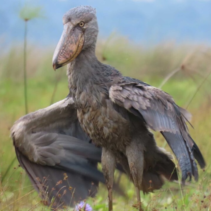IcelandxTravel's tweet photo. The Rarest Encounter? Seeking the Shoebill 
Discovering Uganda's Unique Avian Treasure 
Beyond the great apes, our Uganda quest includes searching for the incredible, prehistoric-looking Shoebill Stork in its natural wetland habitat. A true birdwatcher's prize! 

Sign up for our Roundtable on Wednesday https://t.co/6MIwEkxP7L and hear about exclusive tour. https://t.co/qP1SBRmbdM 

#Shoebill #Birdwatching #UgandaWildlife #RareBirds #IcelandxTravel