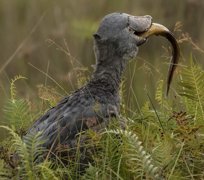 IcelandxTravel's tweet photo. The Rarest Encounter? Seeking the Shoebill 
Discovering Uganda's Unique Avian Treasure 
Beyond the great apes, our Uganda quest includes searching for the incredible, prehistoric-looking Shoebill Stork in its natural wetland habitat. A true birdwatcher's prize! 

Sign up for our Roundtable on Wednesday https://t.co/6MIwEkxP7L and hear about exclusive tour. https://t.co/qP1SBRmbdM 

#Shoebill #Birdwatching #UgandaWildlife #RareBirds #IcelandxTravel