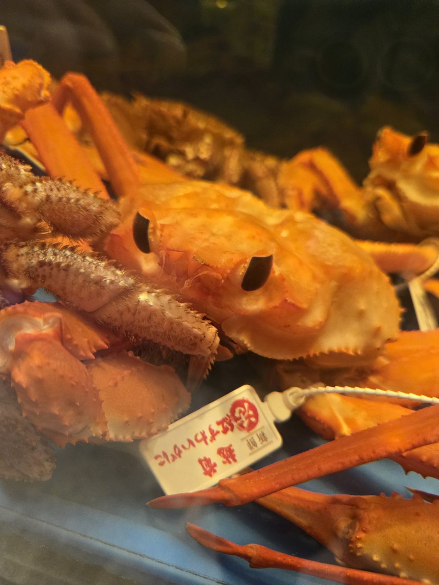 BasharKish's tweet photo. ジブリの美術館以外で初めて三鷹に行ったかも🦀 https://t.co/MVssRKItGj