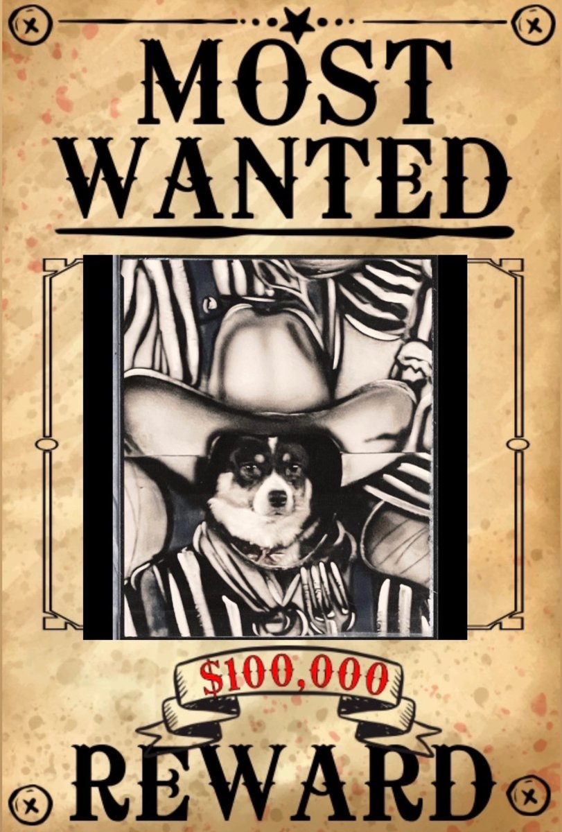 Cindee_Anne's tweet photo. @TheBigTexan WANTED: Pippa, the Pembroke Welsh Corgi https://t.co/Zi4rvnYeJQ