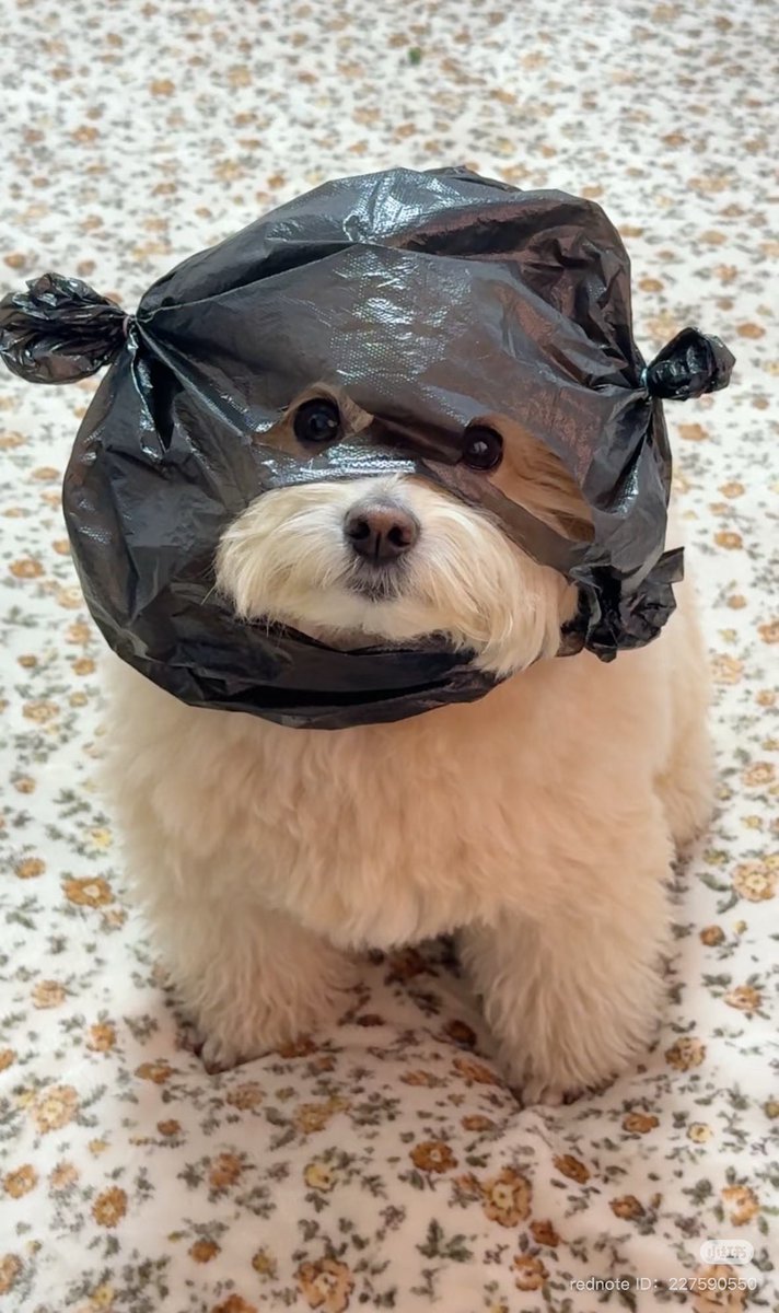 twaniimals's tweet photo. https://t.co/BelYvpNg8D