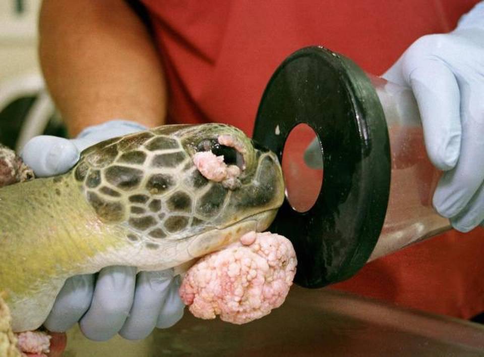 DrTOMontgomery's tweet photo. #Turtles 

It isn't just that we're driving sea turtles to extinction, it's how we make them suffer before they go.

Fibropapillomatosis rates have risen dramatically since the 1980s, with anthropogenic activity a co-factor with a virus not previously causing widespread tumors. https://t.co/BKk7PcGV0C