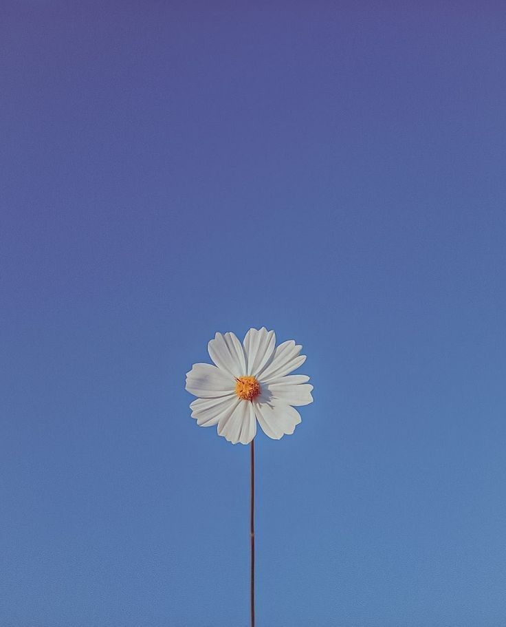 blue dream (@bluedreamvibes) on Twitter photo 