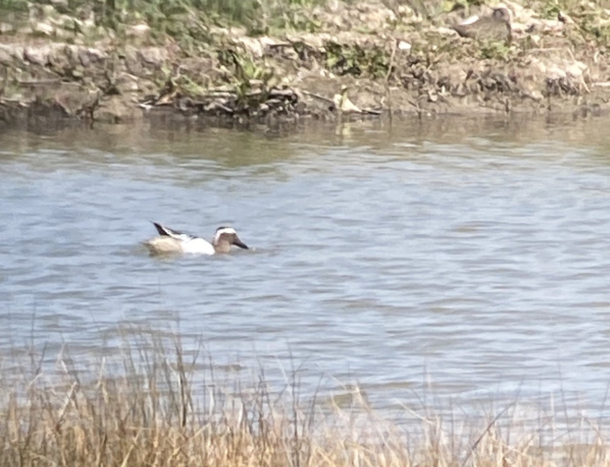 Ravi (@northkentbirder) on Twitter photo Good day <a href="/RSPBRainham/">RSPB Rainham Marshes</a> with friends and evening on patch. Got Male Redstart, Arctic Tern & Garganey. Finished at Cliffe and got Ring Ouzel found by Frank Cackett. A few Nightingales at dusk. 27 hours straight birding in the last 2 days and absolutely knackered but worth it. Good day <a href="/RSPBRainham/">RSPB Rainham Marshes</a> with friends and evening on patch. Got Male Redstart, Arctic Tern & Garganey. Finished at Cliffe and got Ring Ouzel found by Frank Cackett. A few Nightingales at dusk. 27 hours straight birding in the last 2 days and absolutely knackered but worth it.