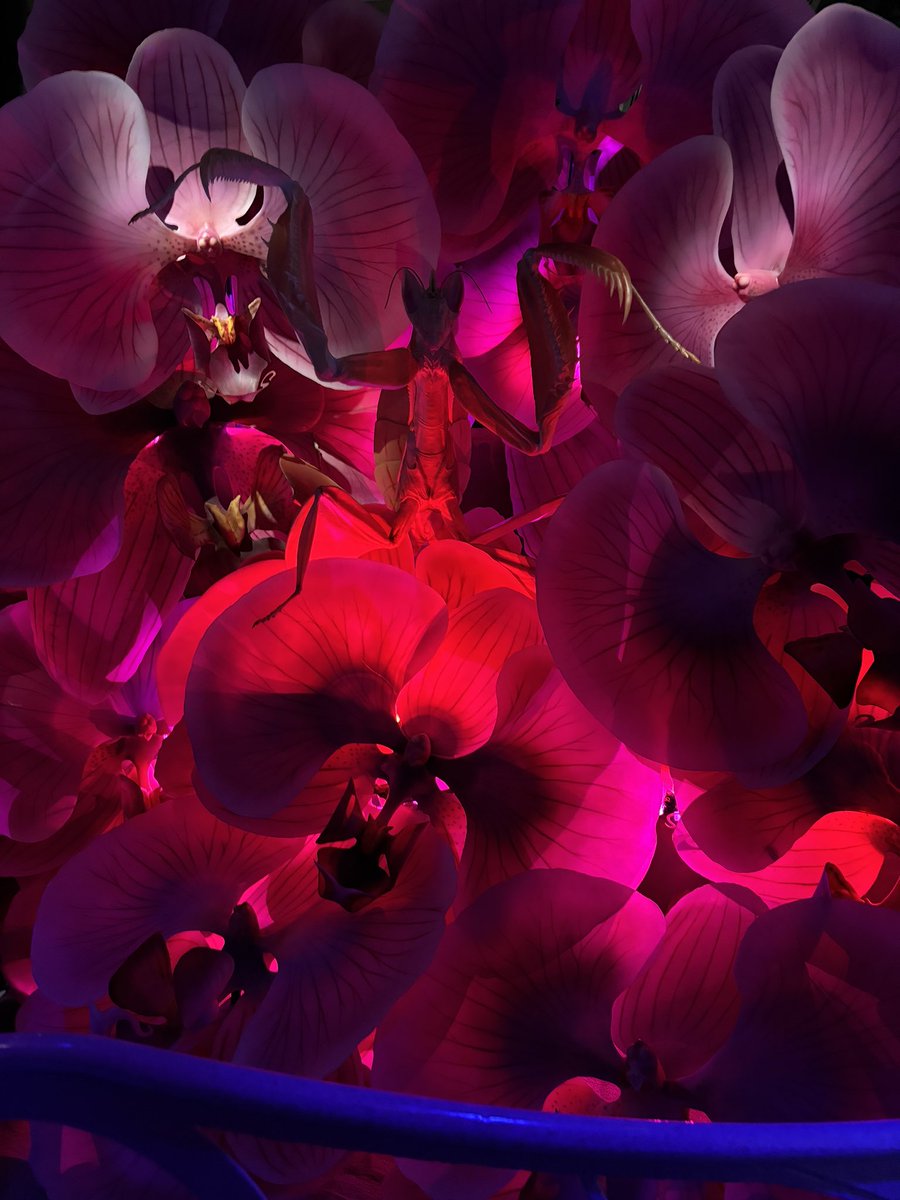 ✨🩷💫Space babies 4/25 6pm EST! 💫🩷✨ tweet media