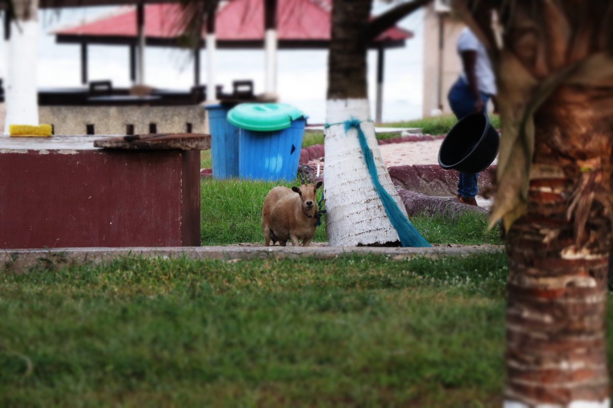 Le Roux Schoeman (@skoemann) on Twitter photo 