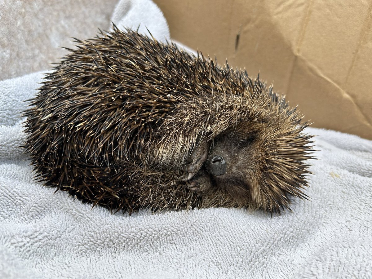 pinkshoes2000's tweet photo. @pricklelodge I’m wondering if you can advise, found this little chap in the street first thing this morning by the road, I assumed he was disoriented/tired and gave him shelter, cat food and water, hoped he’d sleep today and I could let him free again tonight, https://t.co/i2Z7l14qwM