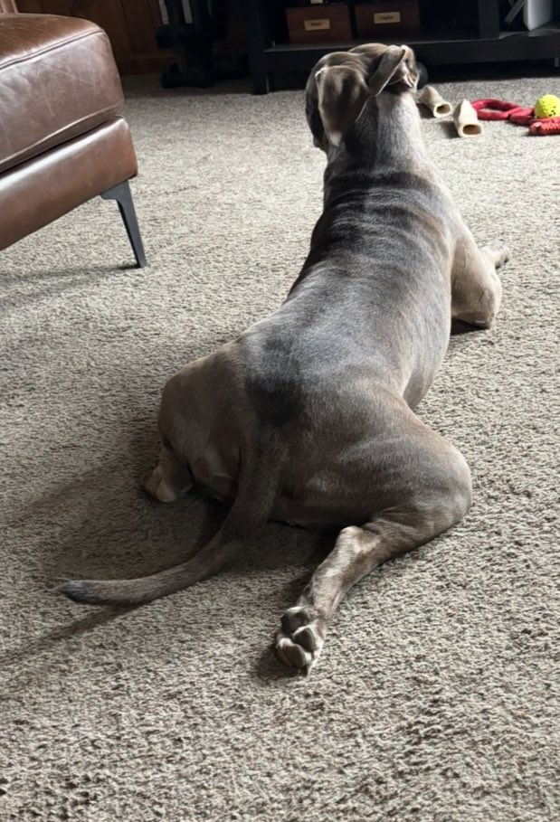 MophiaLVR's tweet photo. Ears activated...Splooty Spice Silly Stella
#SplootySpice #StellaSploot 🤣 https://t.co/7ie34TzY2H