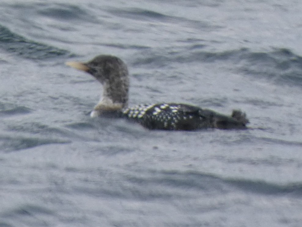 Oscar Puls (@oscarpuls) on Twitter photo Great days birding with <a href="/12broadbentm/">Matthew Broadbent</a> today with 3 White-billed Divers off Portsoy. Amazing to see these birds at relatively close range in great conditions. Great days birding with <a href="/12broadbentm/">Matthew Broadbent</a> today with 3 White-billed Divers off Portsoy. Amazing to see these birds at relatively close range in great conditions.
