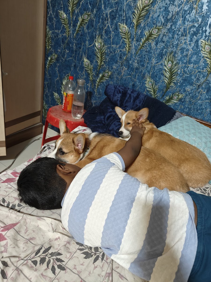 AmitNerlekar's tweet photo. Pure Love. Yug with Milo and Murfy https://t.co/gaU8izVSmq