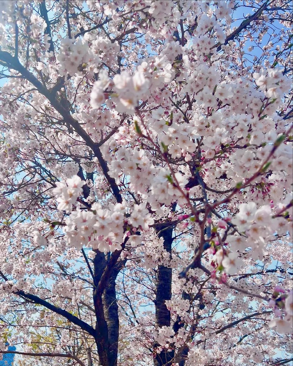 3piece_updates's tweet photo. ★ 110425
Iya's Instagram update
— Friends and sakura ⋆。˚ ❀
#3piece #쓰리피스 #피어올라 #Light_up https://t.co/0G9N6ISKnN