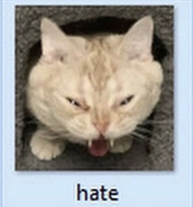 Daily Kittylou tweet media