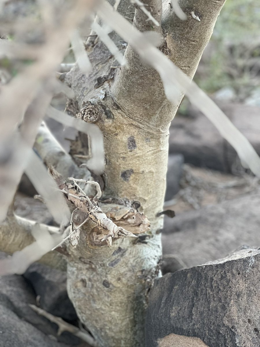 نبات القطف يسمى الغنج في بعض المناطق