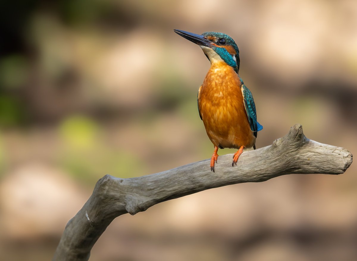Male kingfisher