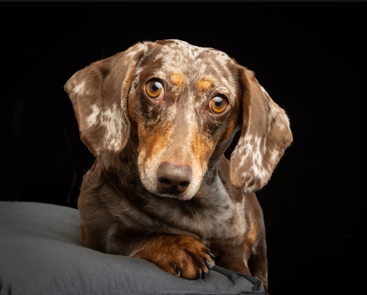 Sausage Neil tweet media