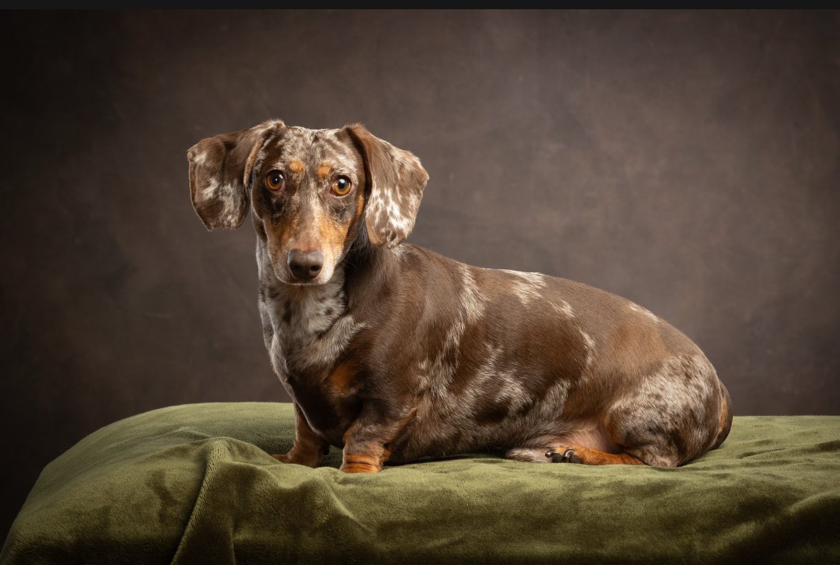 Sausage Neil tweet media