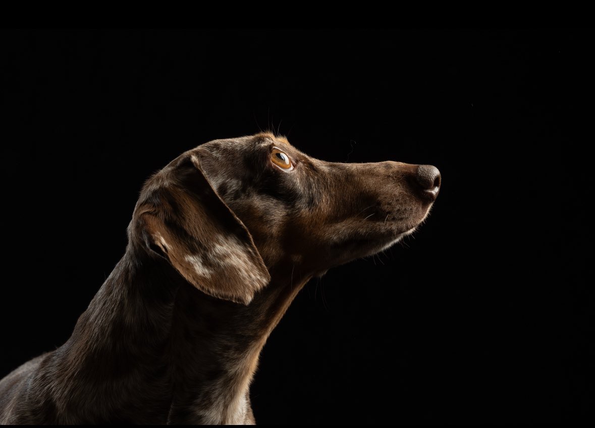 Sausage Neil tweet media