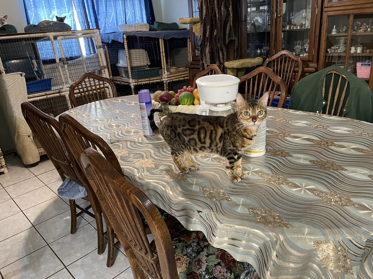 y'allternative tweet media