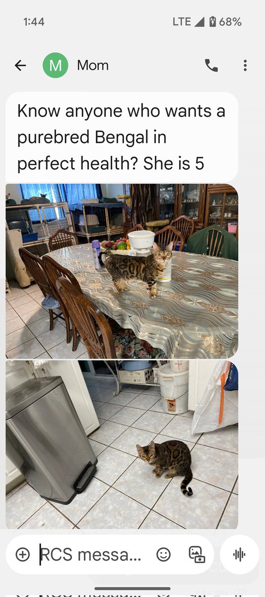 y'allternative tweet media