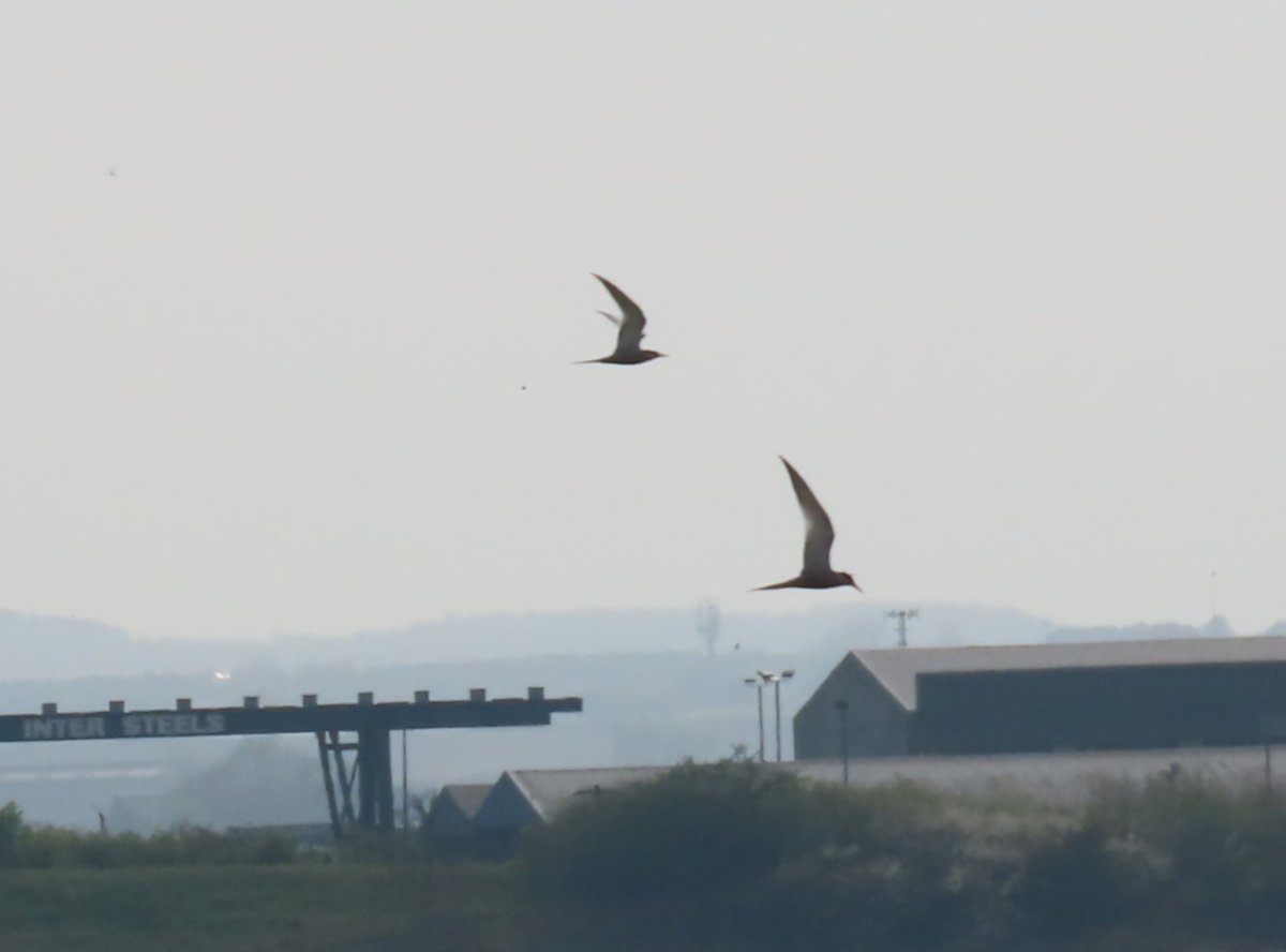 Ben Rumsby (@brnature1) on Twitter photo Incredible 100sp day and <a href="/EBwSTweets/">Essex Birdwatching Society</a> walk at <a href="/RSPBRainham/">RSPB Rainham Marshes</a> highlights: Grasshopper warbler, Garden warbler, 2 Spoonbill, Jack snipe, Garganey purfleet scrape, Arctic tern and personal favourite male Redstart with a host of common migrants. Full list: ebird.org/checklist/S224… Incredible 100sp day and <a href="/EBwSTweets/">Essex Birdwatching Society</a> walk at <a href="/RSPBRainham/">RSPB Rainham Marshes</a> highlights: Grasshopper warbler, Garden warbler, 2 Spoonbill, Jack snipe, Garganey purfleet scrape, Arctic tern and personal favourite male Redstart with a host of common migrants. Full list: ebird.org/checklist/S224…