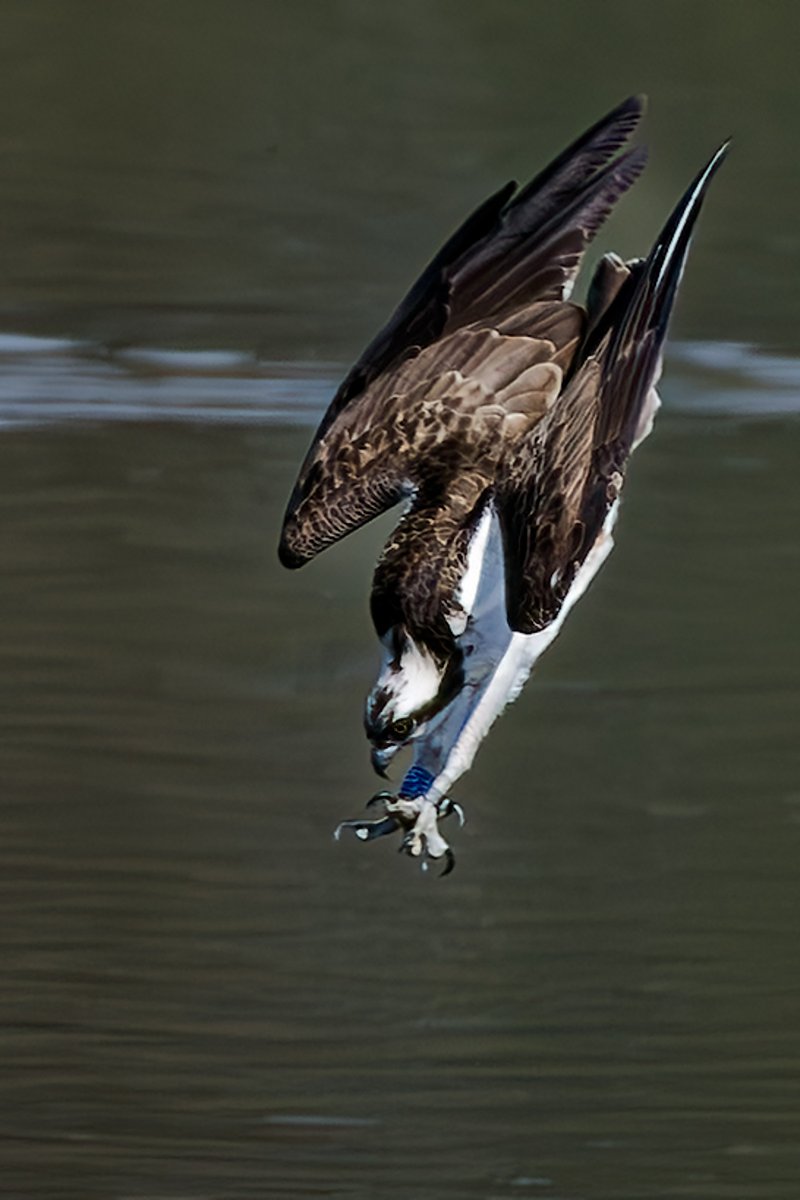 Derek Lees (@derek_lees) on Twitter photo Osprey (Pandion haliaetus) diving for a kill. Taken at Blithfield Reservoir (WMBC Permit Only), Staffordshire, UK. 11/04/2025 #Osprey #BlithfieldReservoir
<a href="/WestMidBirdClub/">West Midland Bird Club</a>
<a href="/Staffsbirdnews/">Staffs Bird News</a>
<a href="/BirdGuides/">BirdGuides</a>
<a href="/RareBirdAlertUK/">RareBirdAlertUK</a> Osprey (Pandion haliaetus) diving for a kill. Taken at Blithfield Reservoir (WMBC Permit Only), Staffordshire, UK. 11/04/2025 #Osprey #BlithfieldReservoir
<a href="/WestMidBirdClub/">West Midland Bird Club</a>
<a href="/Staffsbirdnews/">Staffs Bird News</a>
<a href="/BirdGuides/">BirdGuides</a>
<a href="/RareBirdAlertUK/">RareBirdAlertUK</a>